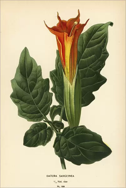 Red angels trumpet, Brugmansia sanguinea. Extinct