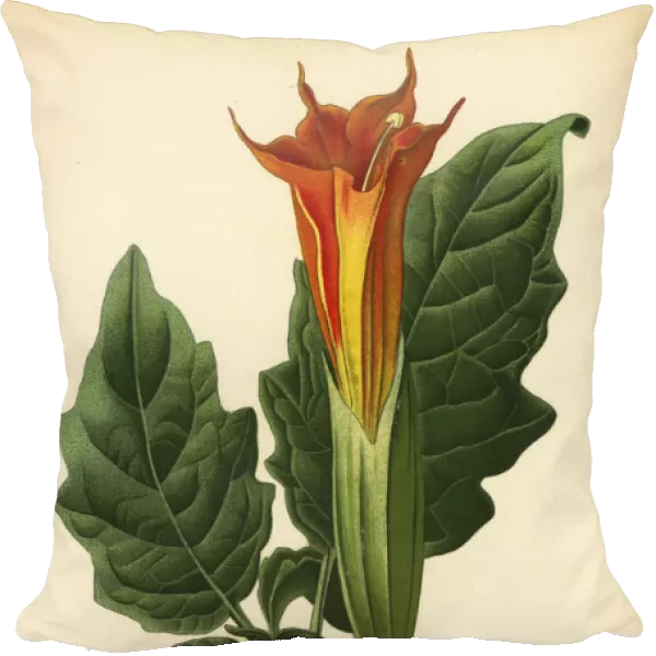 Red angels trumpet, Brugmansia sanguinea. Extinct