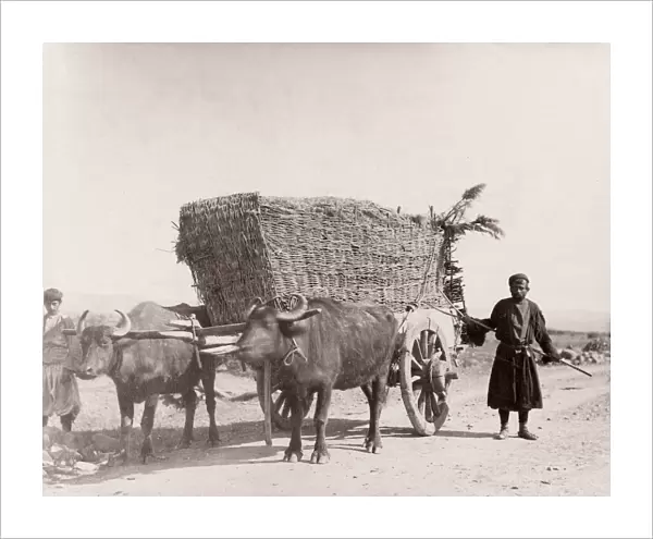 Caucasus Georgia -bullock or ox cart wagon with load