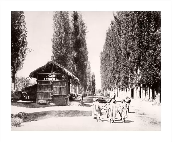 Poplar Avenue near Bambagh, Kashmir