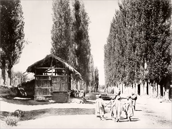 Poplar Avenue near Bambagh, Kashmir