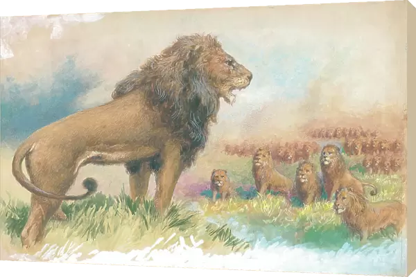 Lions by George Rankin