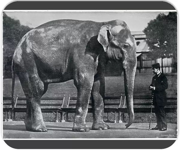 Indian Elephant in London Zoo 1896