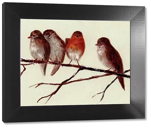 Hand painted illustration of robins by an unknown artist