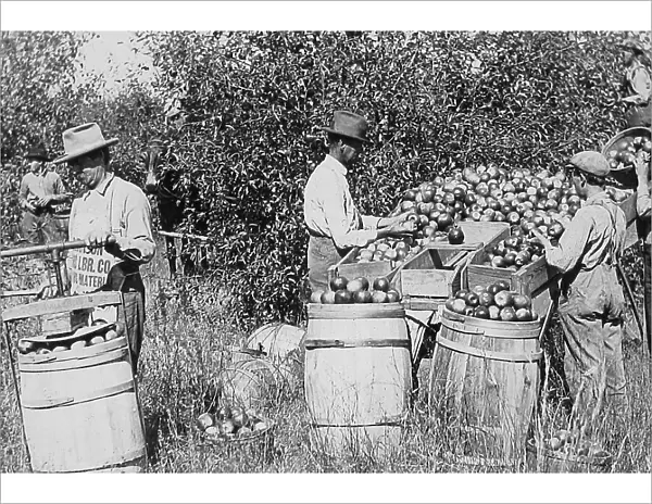 Picking, sorting and packing apples Missouri USA early 1900s