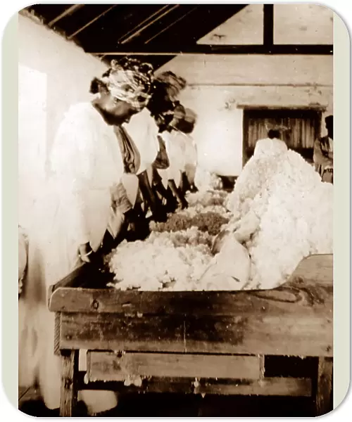 Sorting and cleaning cotton, St Vincent, Caribbean
