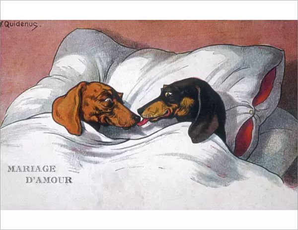 Married Dachshunds