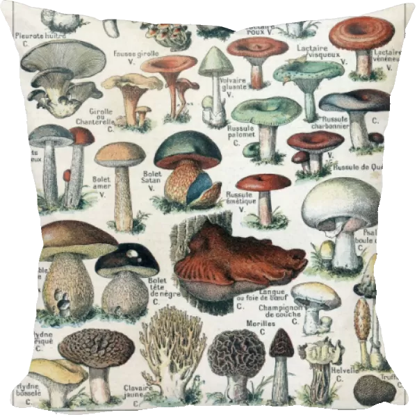 Mushrooms Larousse 1913
