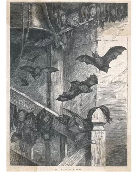Bats in the Belfry 19C