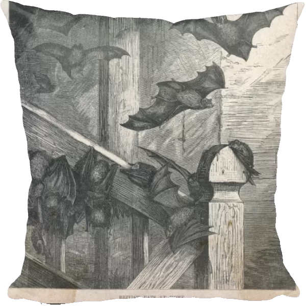 Bats in the Belfry 19C