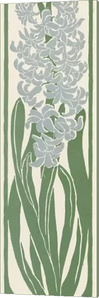 Hyacinth  /  Jugend 1898