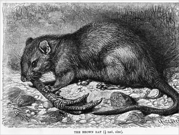 BROWN RAT. (rattus norvegicus) The BROWN RAT, seen enjoying a snack
