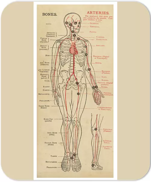 Human body with bones and arteries