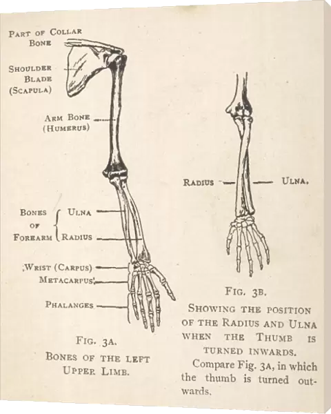 Diagrams of the bones of hand and arm
