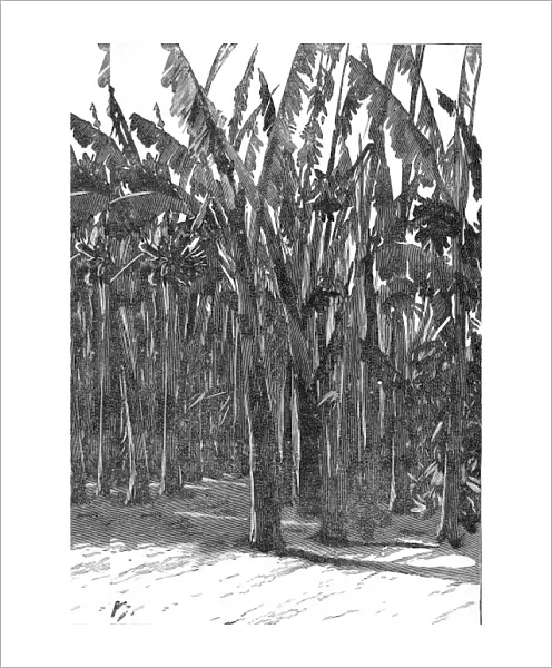 Sugar Cane, Southern California, 1888