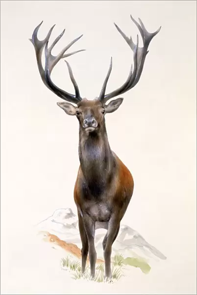 A Large Red Deer stag