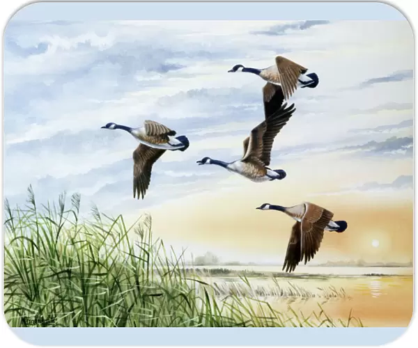 Country landscape with four flying geese