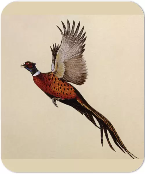 A Common Pheasant alarmed