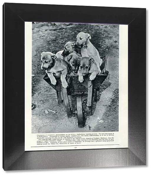 Racing Greyhound pups in a barrow