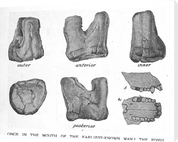 Fossil molar of Nebraska man