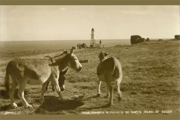 Donkeys at Peninnis Head, Isles of Scilly