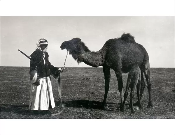 Bedouin man with camels and rifle, Middle East