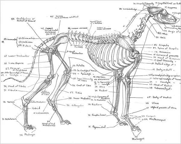 Skeleton of a greyhound