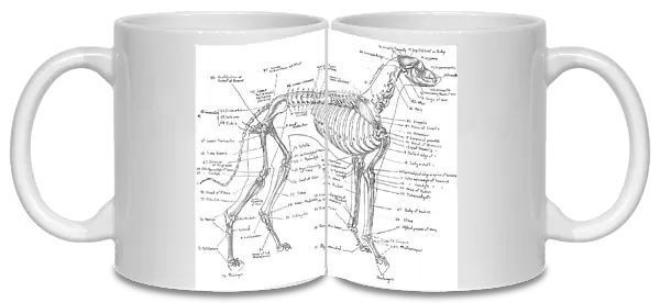 Skeleton of a greyhound