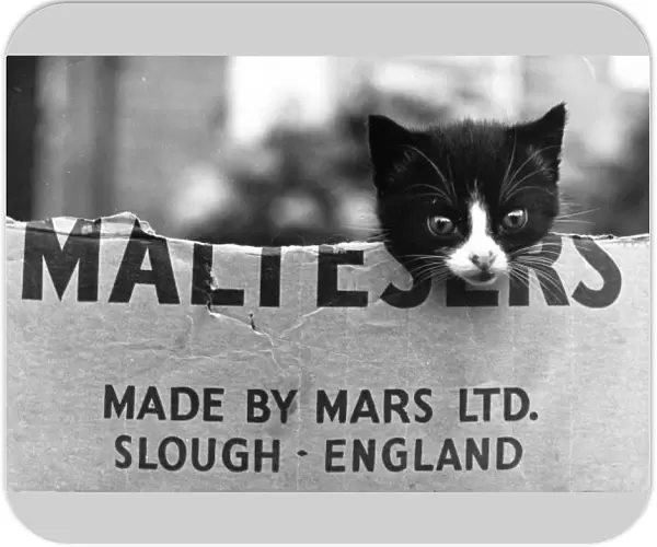 Kitten in a Maltesers cardboard box