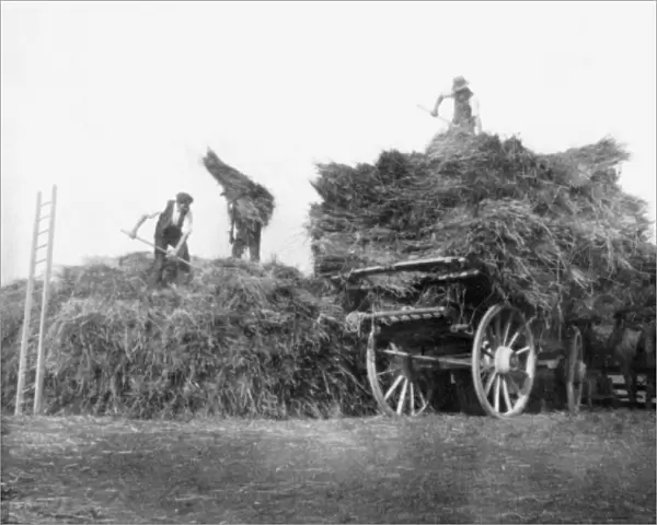 Harvest - Gathering the Hay