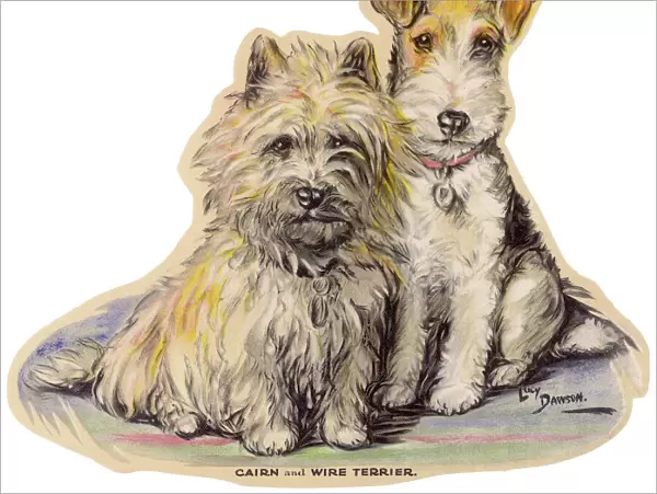 Dogs, Cairn and Wire Terrier, Dawson