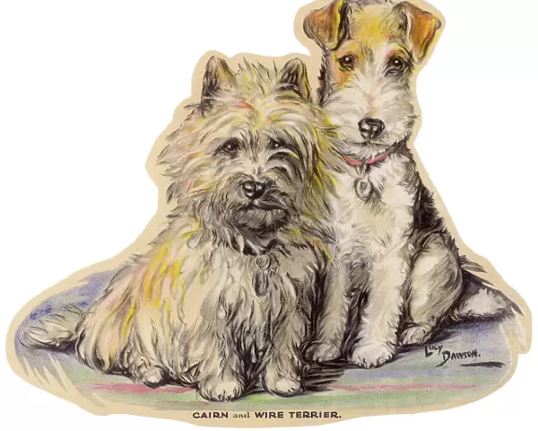 Dogs, Cairn and Wire Terrier, Dawson