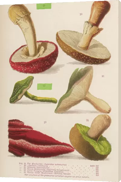 Varieties of mushrooms