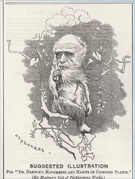 Charles Darwin as a tree-climbing anthropoid