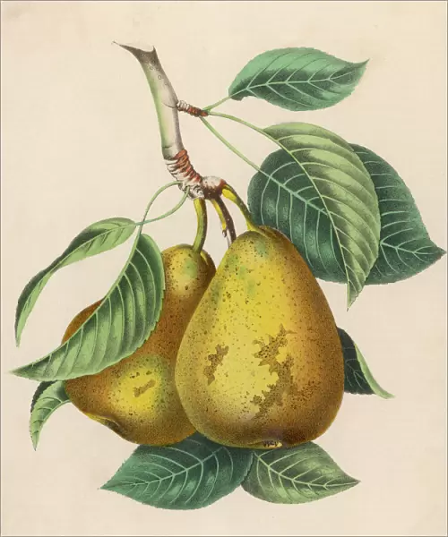 Fruit  /  Pair of Pears