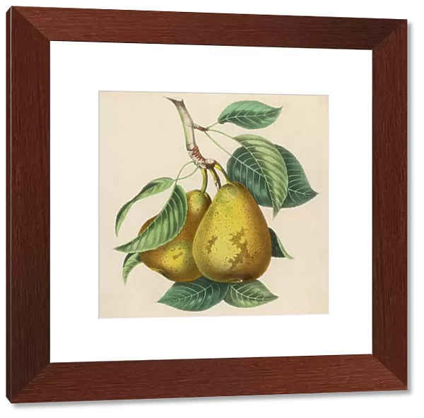 Fruit  /  Pair of Pears
