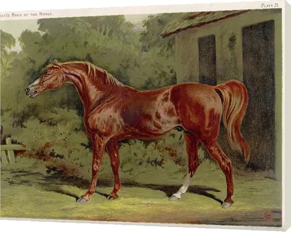 ECLIPSE. Great-grandson of Darley Arabian, raced 1769-1770 in 18 races