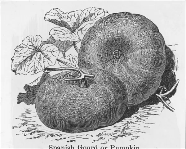 Pumpkin Spanish Gourd