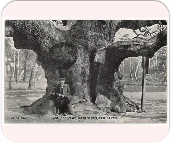 Huge Old Oak Tree C1912