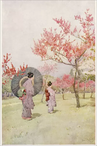 Japanese Peach Blossom
