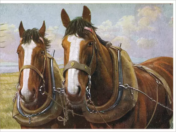Farm Horses in Harness