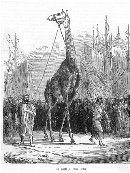 Zarafa the Giraffe  /  1826