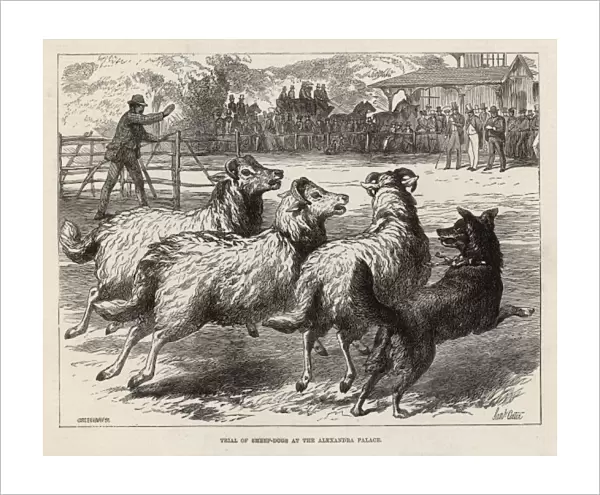 Sheep Dog Trial in 1876