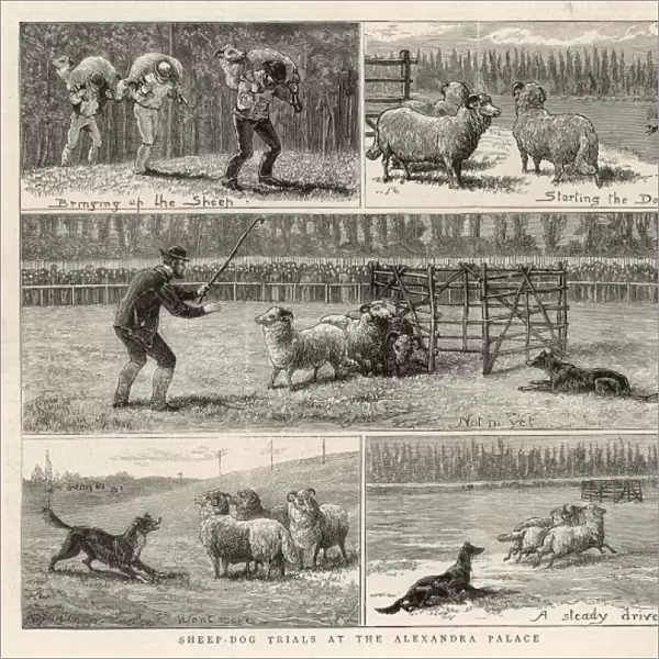 Sheepdog Trials