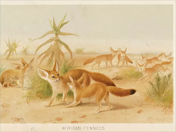 FENNEC. Canis zerda. Fox-like creature from Africa, notable for its very long ears