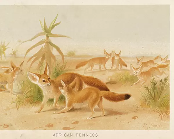 FENNEC. Canis zerda. Fox-like creature from Africa, notable for its very long ears