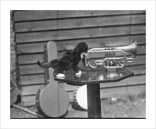 Kitten Trumpeter