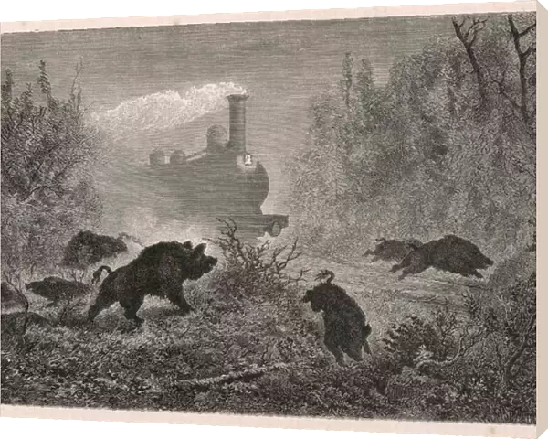 Railways and Wild Boar