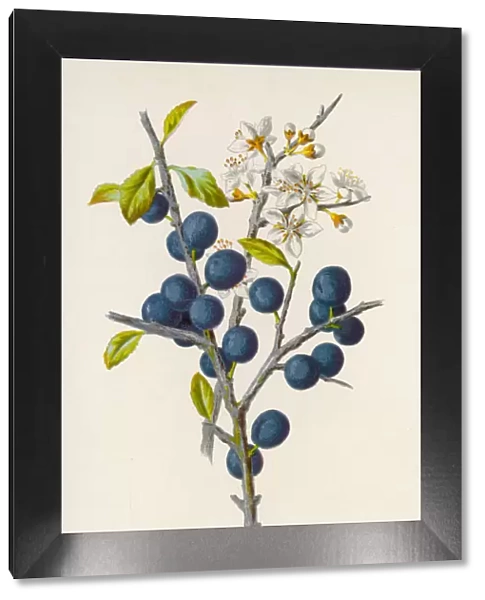 Plants  /  Prunus Communis