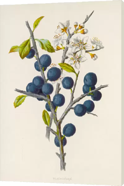 Plants  /  Prunus Communis